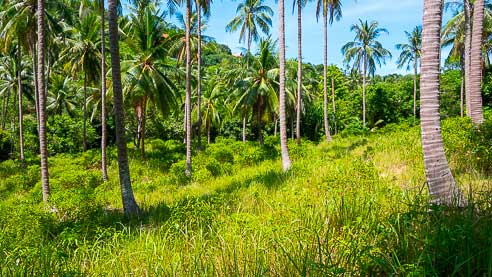 Land #BP259 – Coconut Grove – North Of Koh Samui – Bang Por